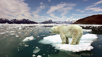 Animals, Ice, Snow, Situation, Polar Bear HD wallpaper