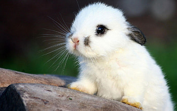 Bunny , Bunny beauty, Background delight HD wallpaper