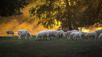 Sheep, Farm Animals HD wallpaper