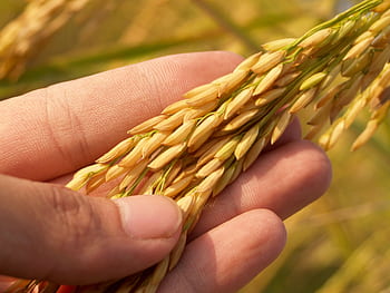 Detailed of a hand gently cradling ripe rice grains, symbolizing harvest and agriculture. HD wallpaper