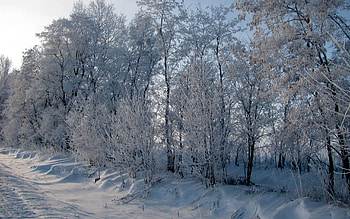 Winter, Nature, Trees, Snow, Road, Frost, Hoarfrost, Roadside, Shoulder HD wallpaper