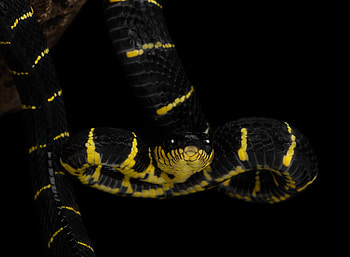 Boiga, Mangrove snake, Coastal reptile, Biodiverse habitat HD wallpaper