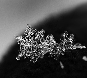 Snowcrystals, winter, frost, white, black, snowflake, cold, snowcrystal HD wallpaper