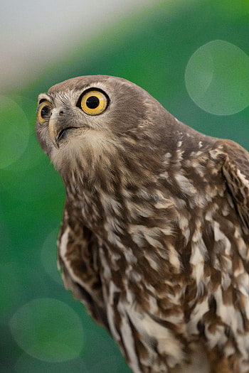 Funny, Animals, Bird, Predator, Hawk HD phone wallpaper