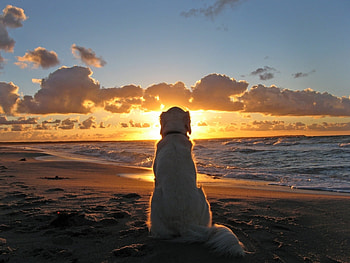Animals, Landscape, Dogs, Sea, Sun, Beach HD wallpaper