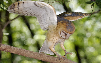 Animals, Owl, Wood, Tree, Branch, Greens, Wings HD wallpaper