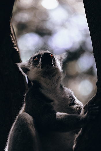 Animals, Sight, Opinion, Wildlife, Animal, Beast, Lemur HD phone wallpaper