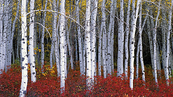 Birch tree background, Posted by Samantha, Sellers HD wallpaper