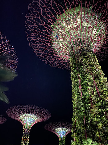 Singapore Travels, Nature , Science background, Biology theme HD phone wallpaper