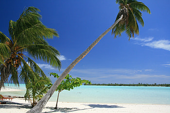 Nature, Beach, Palms, Tropics, Malbives, Malbiva HD wallpaper