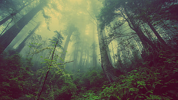 Dense, forest, nature, plants, tree HD wallpaper
