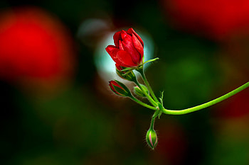 Red flower, background, rose, buds, petals, flower, red, scent, fragrance HD wallpaper
