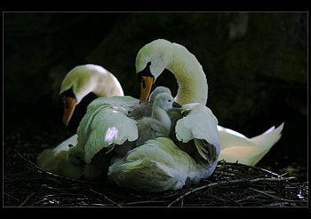 Under_Protection, duck, swan, family, animals HD wallpaper