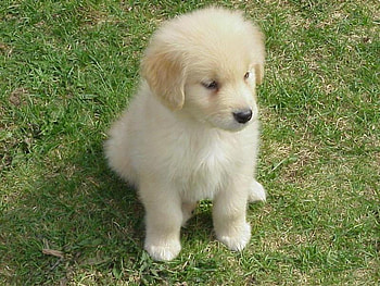 Puppy, dog HD wallpaper