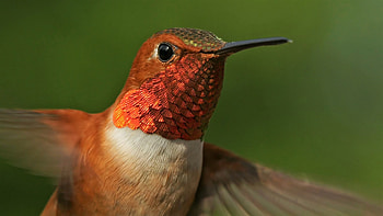 Close up, hummingbird, beautiful HD wallpaper