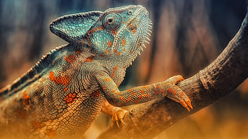 The lizard, pretty, lizard, colorful, animal, nature, nice HD wallpaper