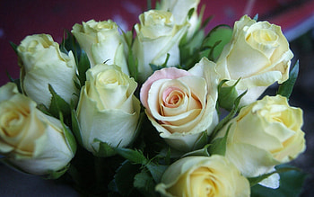 Flowers, Roses, Bouquet, Buds HD wallpaper