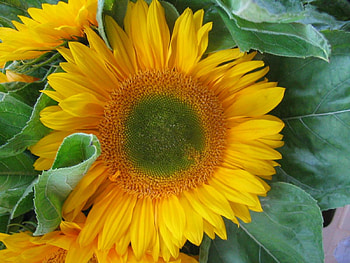sunflower, nature, field, yellow HD wallpaper