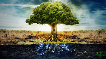 tree of life, big tre, life, tree HD wallpaper