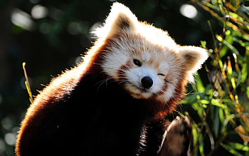 Animals, Fire, Fox, Panda, Small, Petite, Fiery HD wallpaper