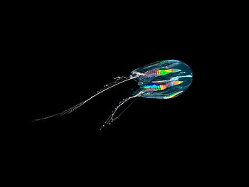 Jelly Fish, cool, fish, jelly HD wallpaper