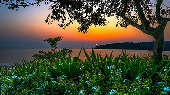 Bambolin Beach, Goa, shore, india, bushes, flowers, sunset, tree, evening HD wallpaper