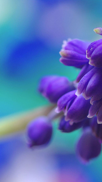 Purple Flower, flower, purple, nature HD phone wallpaper