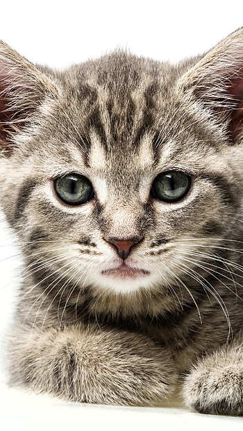 Gray Kitten, kitten, Animal, cat HD phone wallpaper