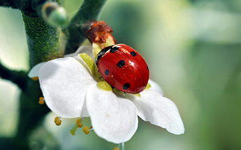 Flower, Macro, Petals, Ladybug, Ladybird HD wallpaper
