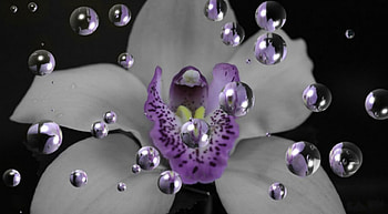 Orchid Bubbles, abstract, flower HD wallpaper