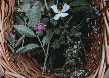 Flowers, Leaves, Basket HD wallpaper