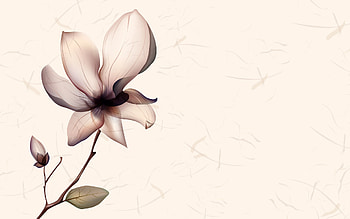 Flowers, Background HD wallpaper