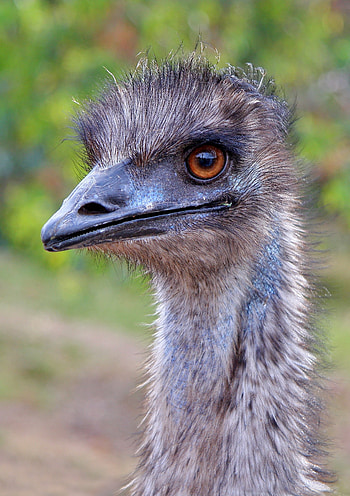 Emu, Ostrich HD phone wallpaper