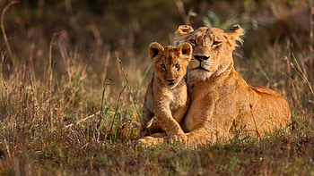 Kenya United States HD wallpaper