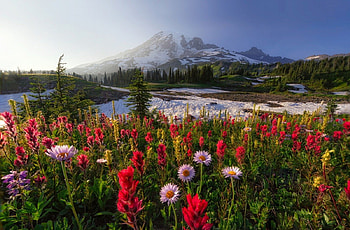 Colors of Joy, snowy, hills, landscape, trees, flowers, forest HD wallpaper