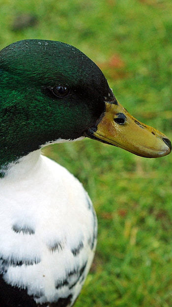 Duck, Green HD phone wallpaper