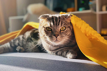 Scottish Fold, High definition , Captivating cat, Stunning HD wallpaper