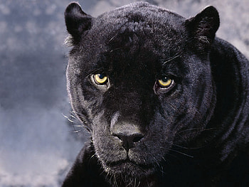 Animals, Muzzle, Sight, Opinion, Anger, Panther HD wallpaper