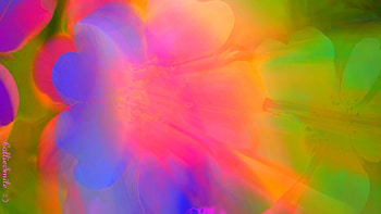 Another Sneezing Flower, multicolored, sneeze, sneezes, orange, pink, sneezing, flower, green, red HD wallpaper