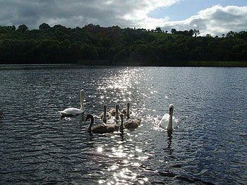 swans in ireland, animal, sky, birds, scenic HD wallpaper