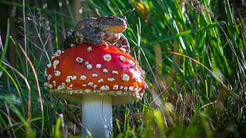 Animals frog, Toad's habitat, Mushroom companion, Nature's wonders HD wallpaper