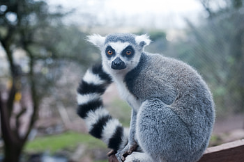 Ring Tailed Lemur, Animals, Ring tailed lemur, Jungle animal HD wallpaper