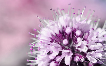 Flower, Plant, Macro, Light, Light Coloured HD wallpaper