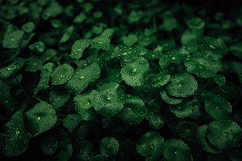 Plants, Leaves, Drops, Macro, Wet, Dew HD wallpaper