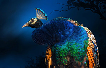 Peacock, blue, bird, paun, nature, orange, pasari HD wallpaper