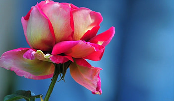 Pink Rose, rose, pink, flowers, lovely HD wallpaper