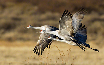 Animals, Birds, Storks, Flight, Flock, Trio HD wallpaper
