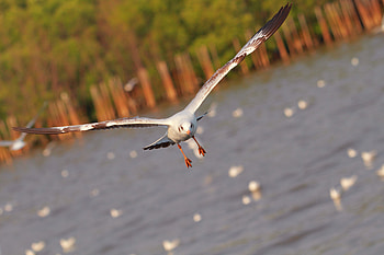 Animals, Sea, Bird, Flight, Gull, Seagull, Wave, Sweep HD wallpaper