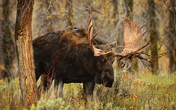Incredible animals, , Inspiring backgrounds, Wildlife appreciation HD wallpaper