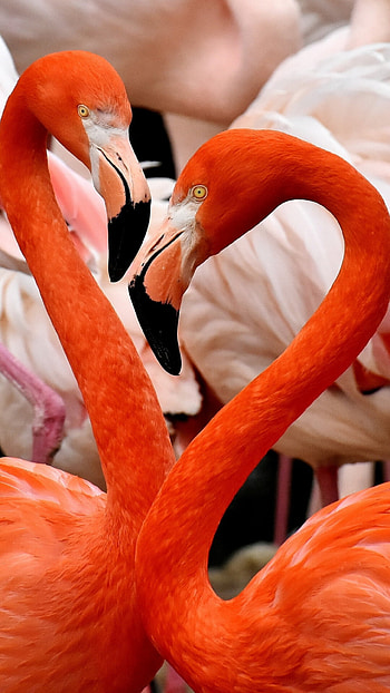 Gorgeous flamingo, High resolution, Feathered elegance, Bird graphy HD phone wallpaper